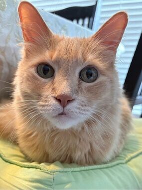 Meet your Posher, Fiona